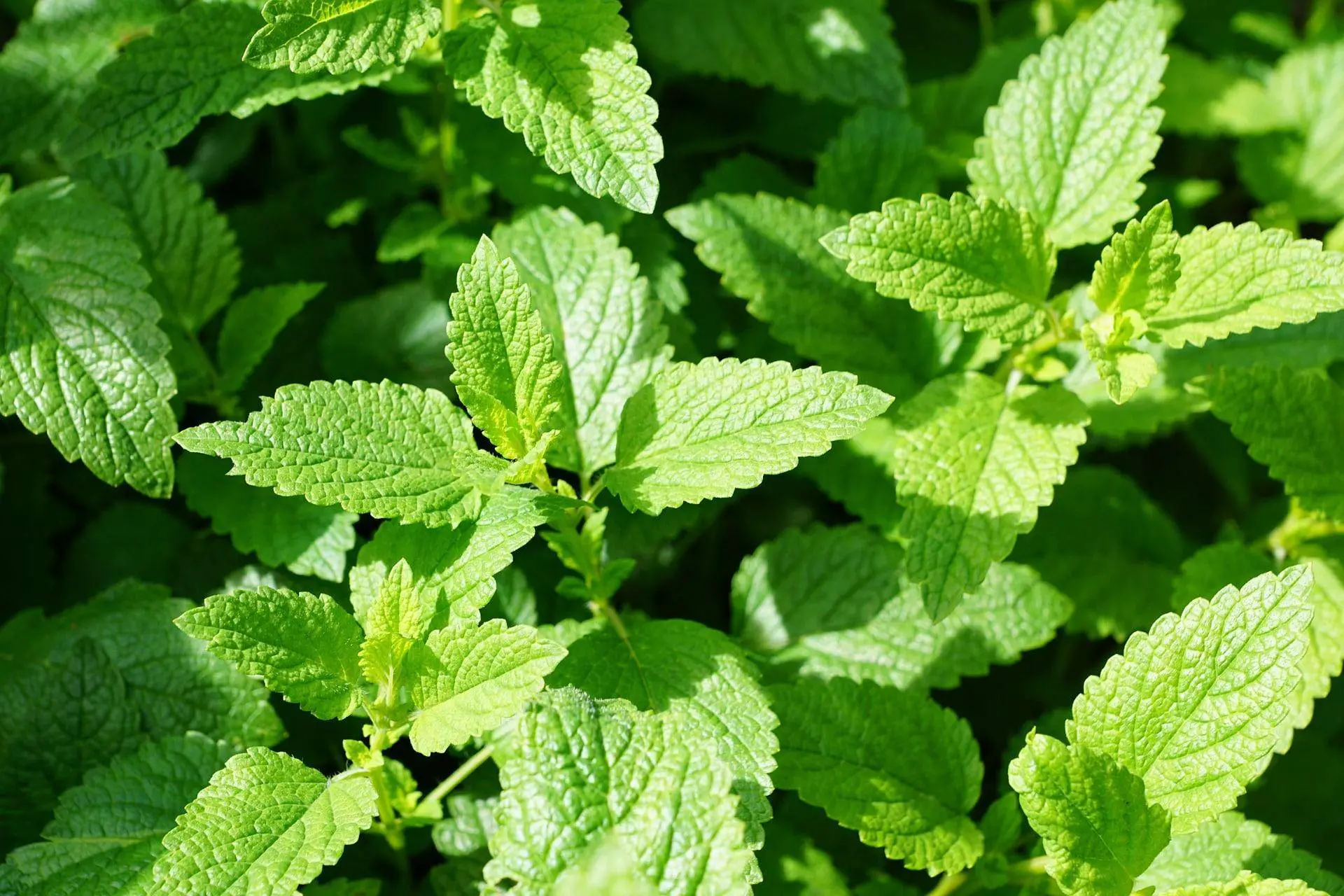 How to Grow Mint Easily at Home: A 3-Step Guide You must Follow