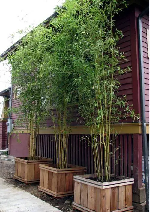 how to grow bamboo