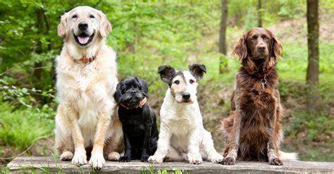 friendliest dog breeds