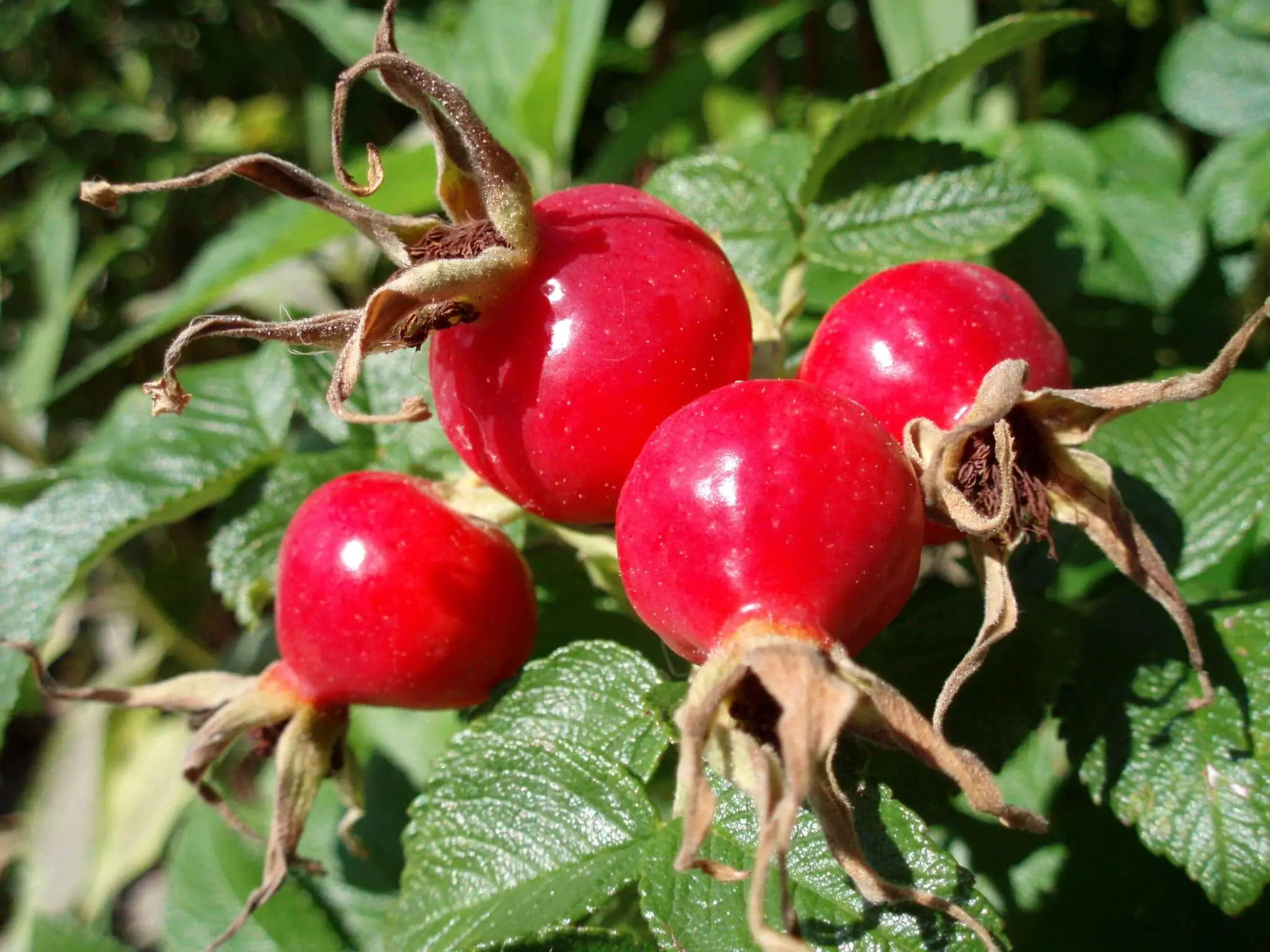 8 Benefits of Rosehip Oil [Scientific Proven Facts]