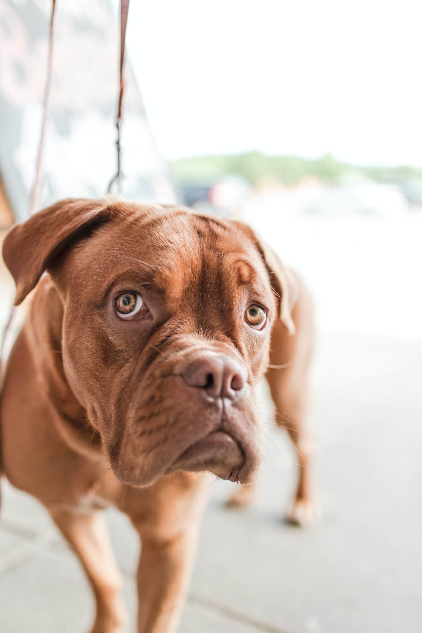 Dog Losing Hair 