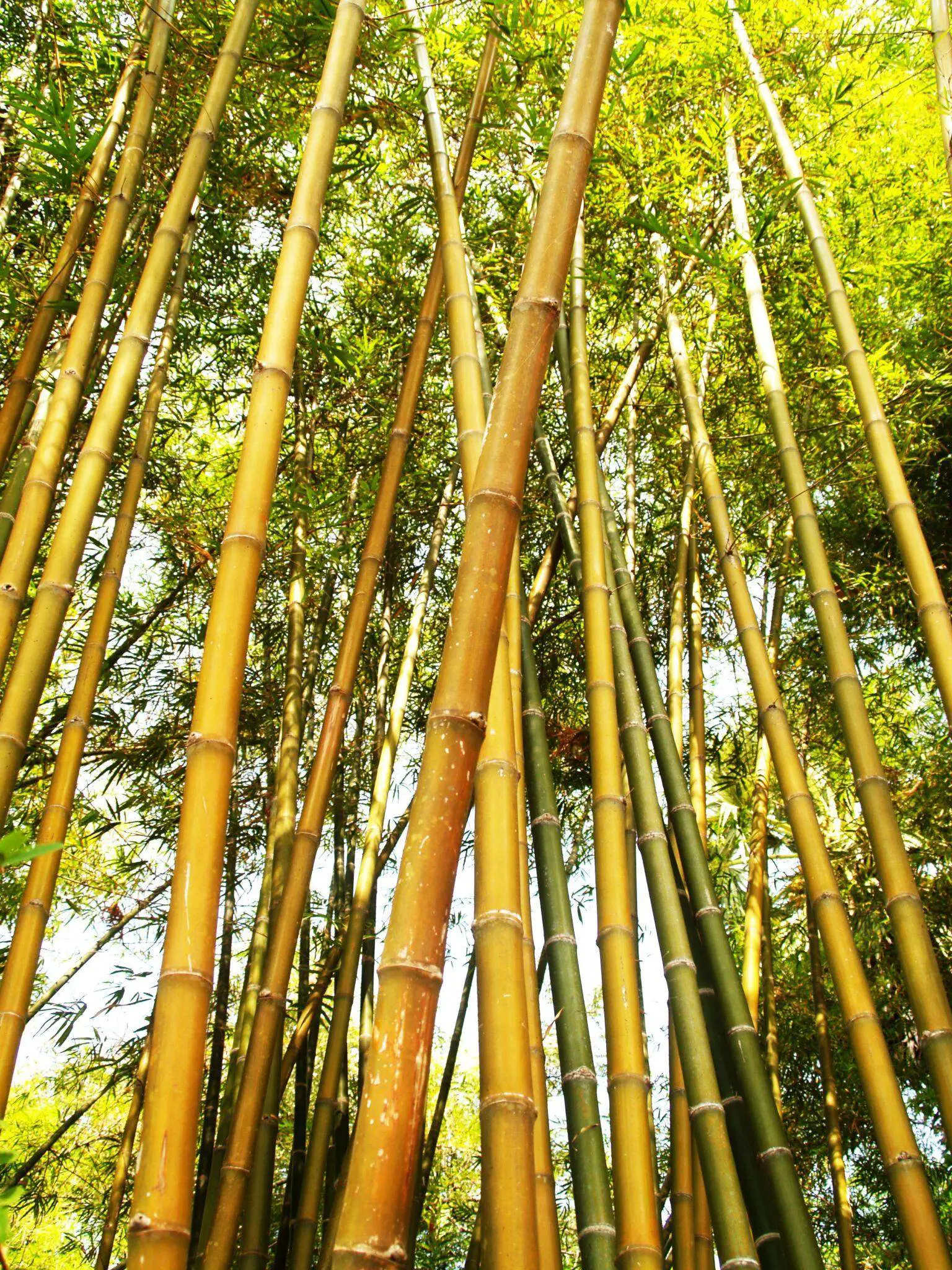 how to grow bamboo