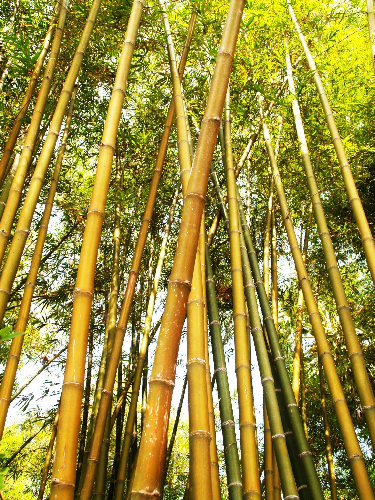 how to grow bamboo