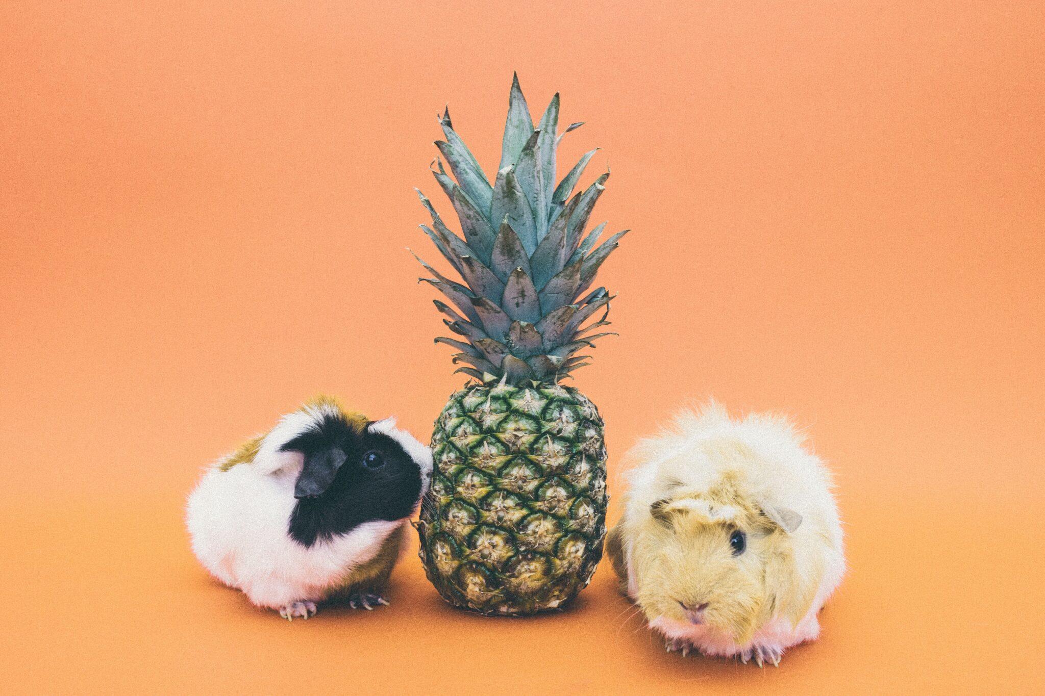 Albino Guinea Pig 