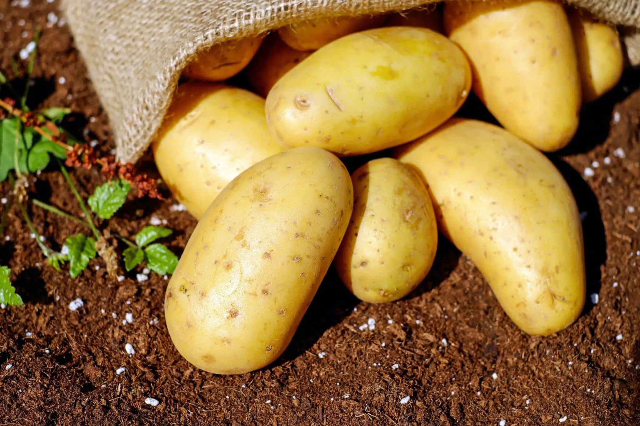 how long do potatoes last