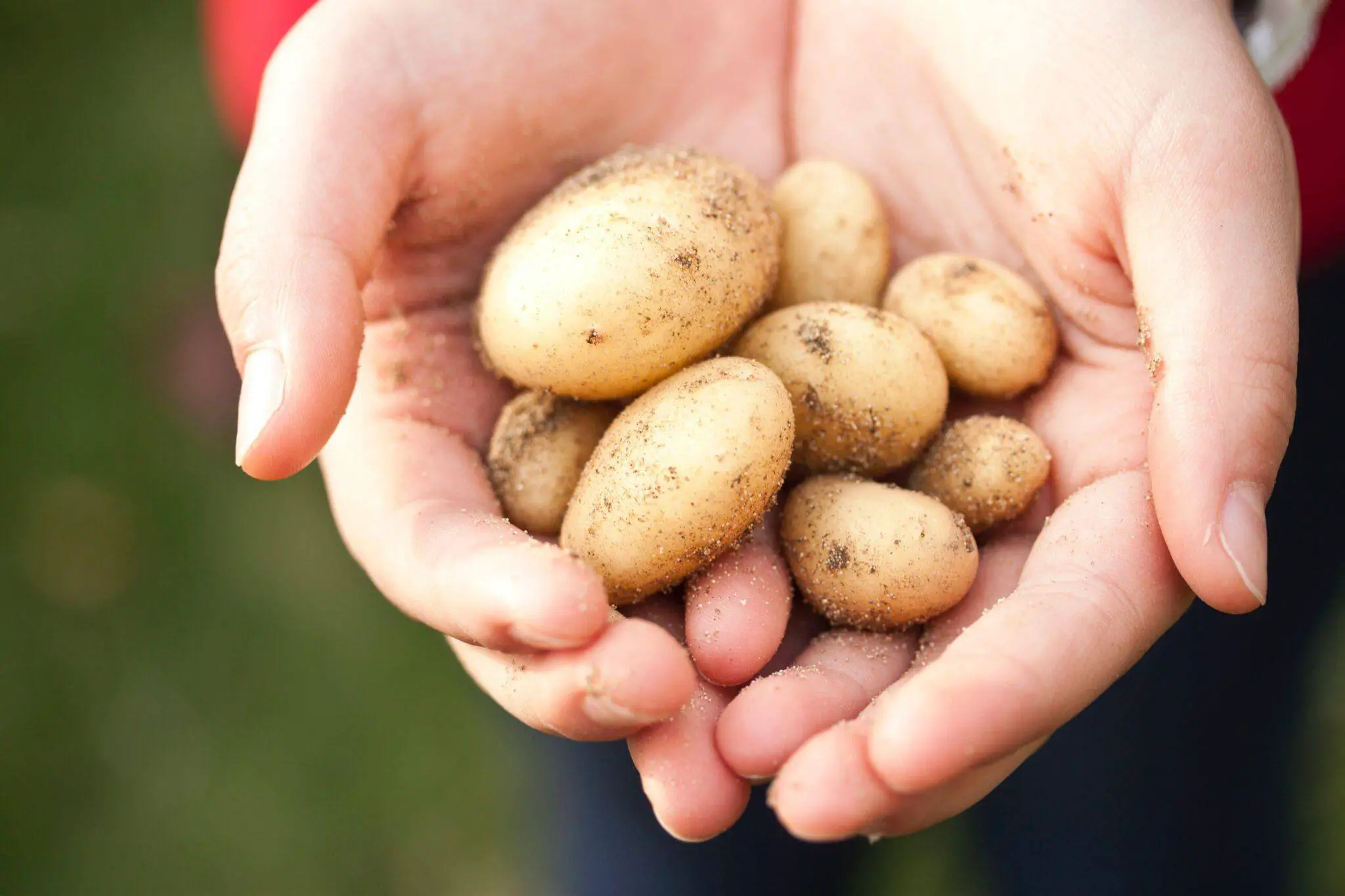 How Long Do Potatoes Last- Best Information To Consider For Storage