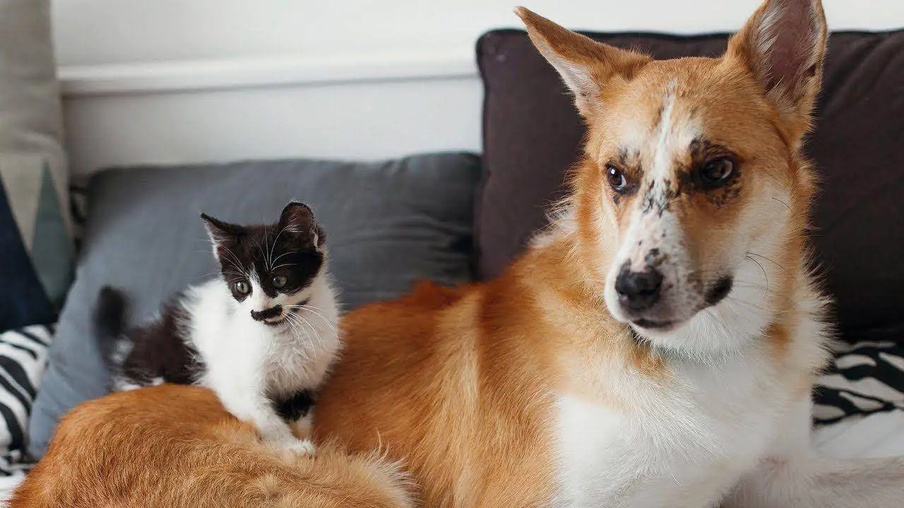 best dogs for cats