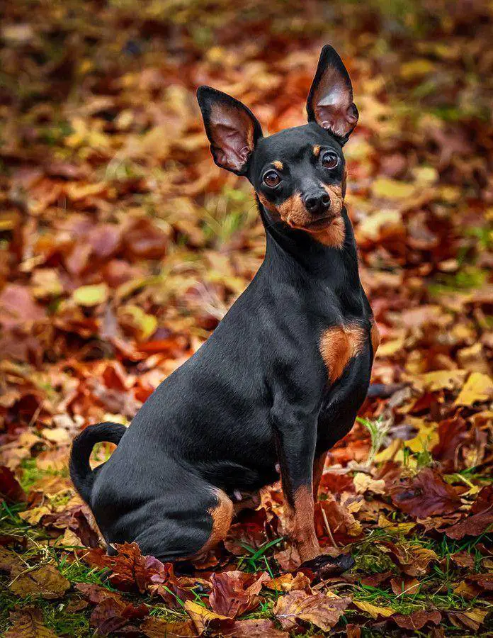 longest-living dog breeds