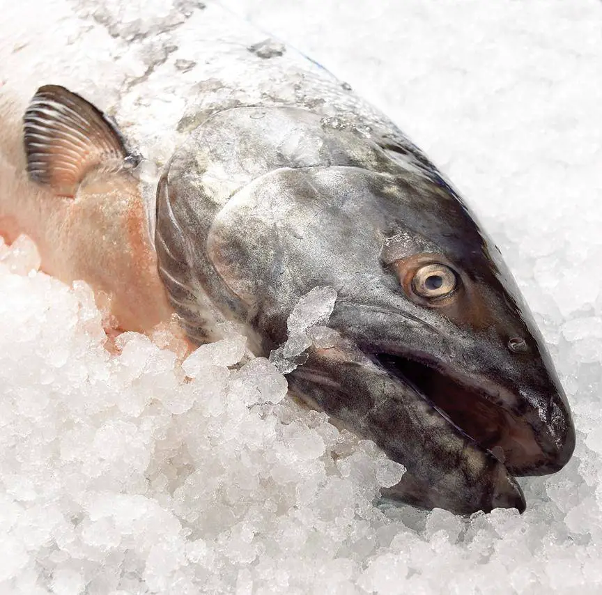 Learn How to Defrost Fish Quickly: An Easy 5 Step Guide to Follow