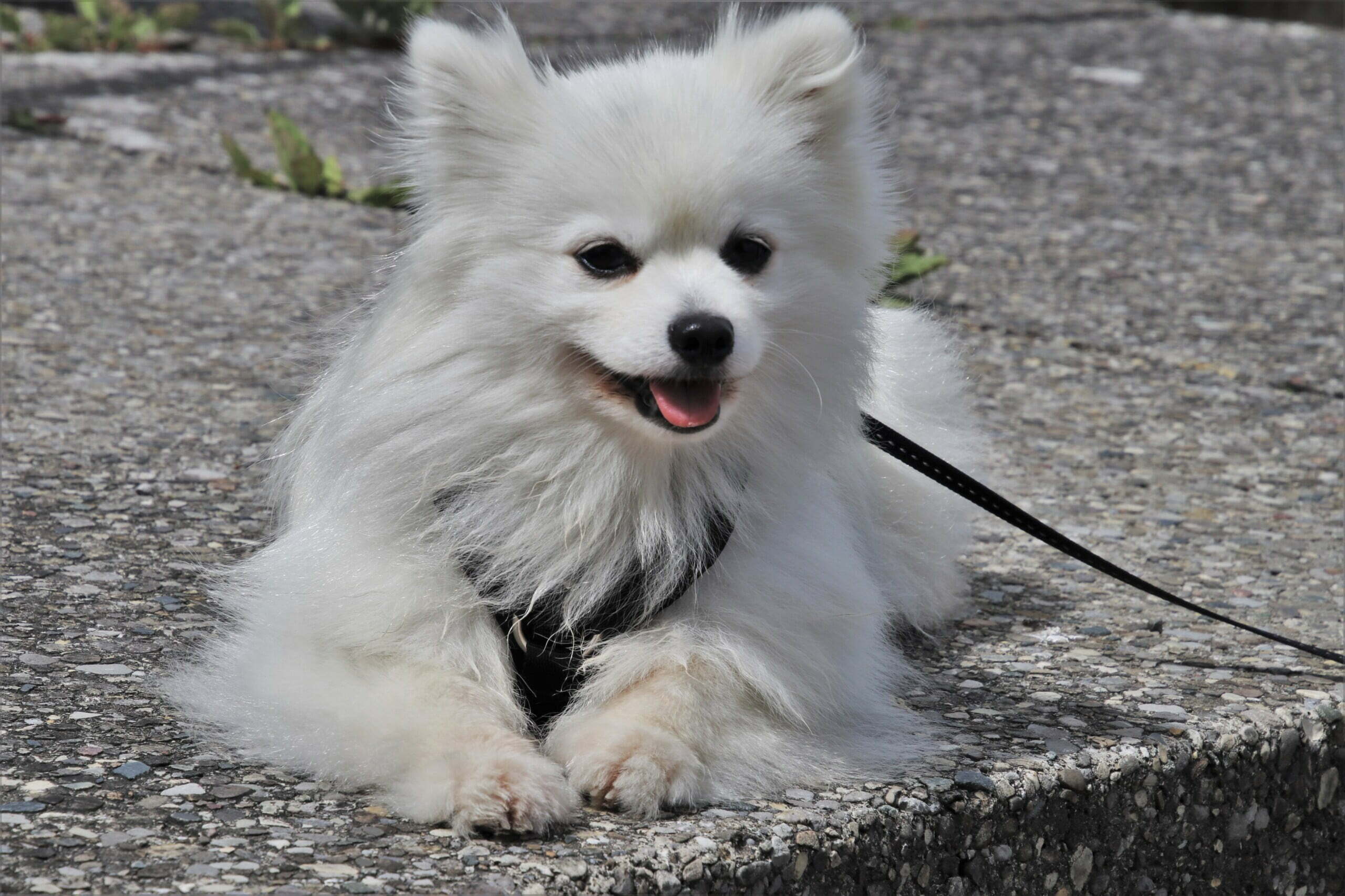 leash training a puppy