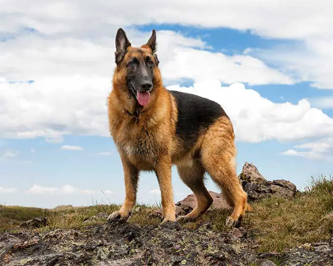 most loyal dog breeds