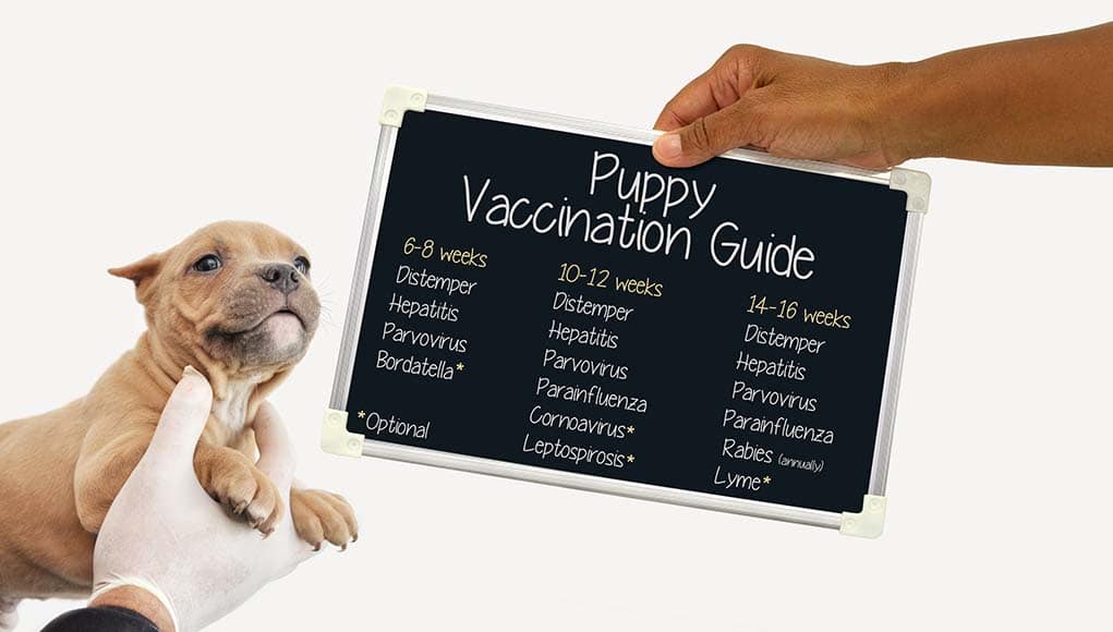 Puppy Shot Schedule For Vaccines On 10+ Diseases: Complete Guide