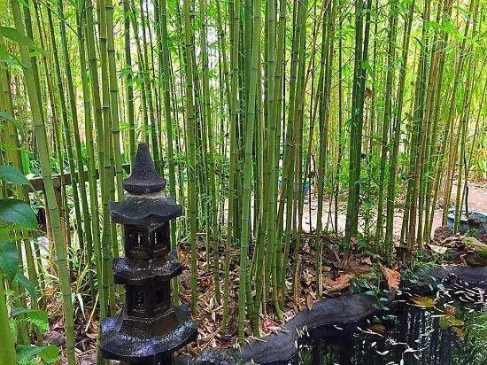 how to grow bamboo