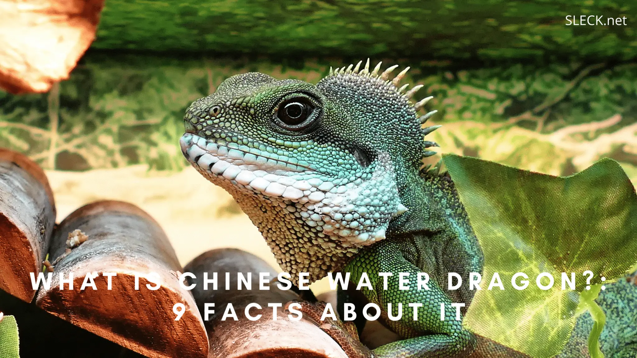What is a Chinese Water Dragon? 9 Facts About it