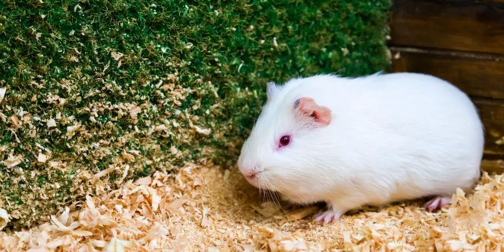 Albino Guinea Pig