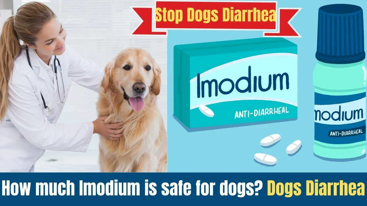 Imodium for dogs