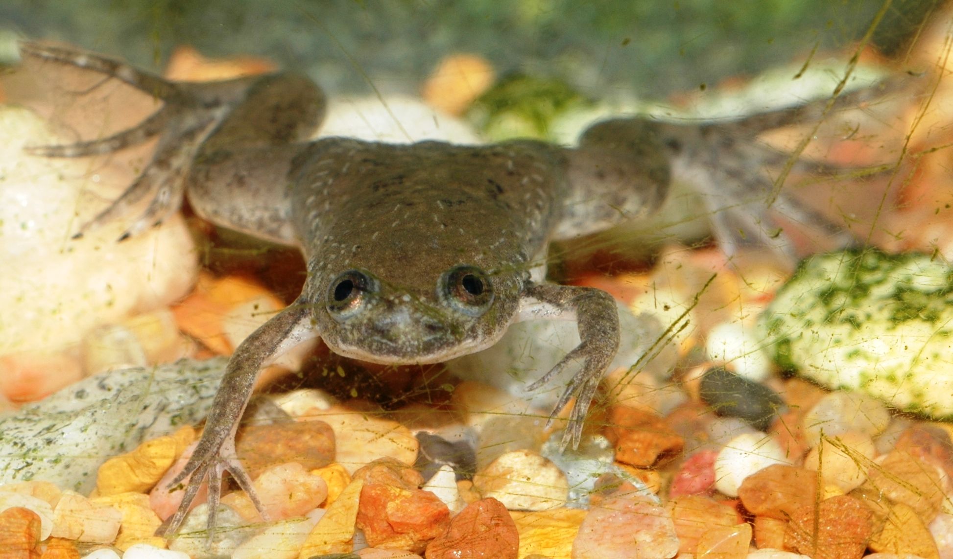 african dwarf frog