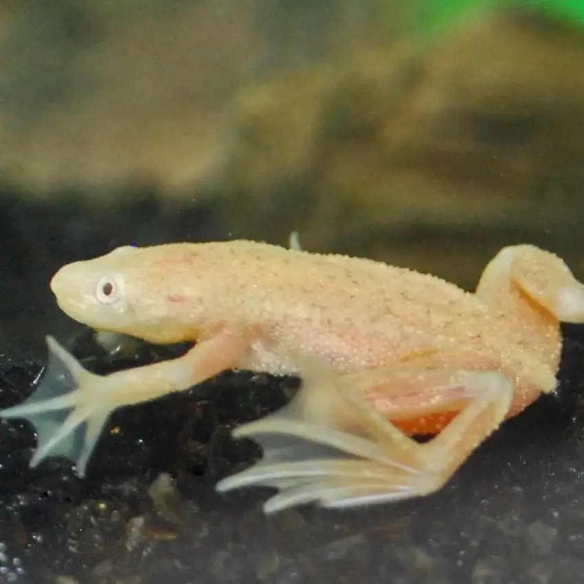 african dwarf frog