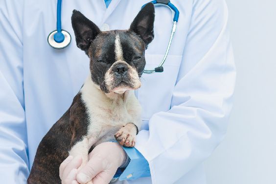 HEART MURMUR IN DOGS