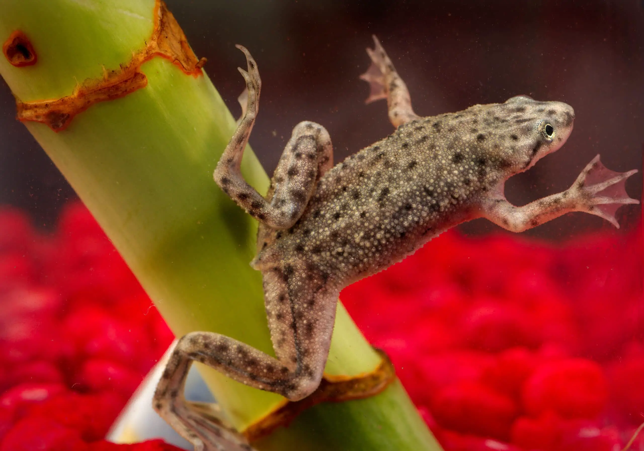 African Dwarf Frog: 5 Interesting Facts you Must Know