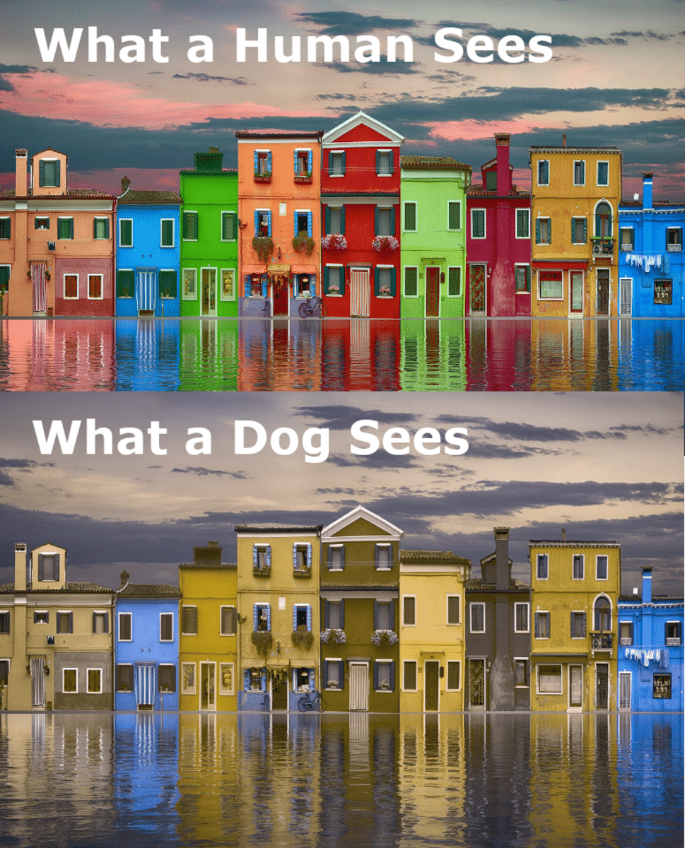 Are Dogs Color Blind? - PetHelpful