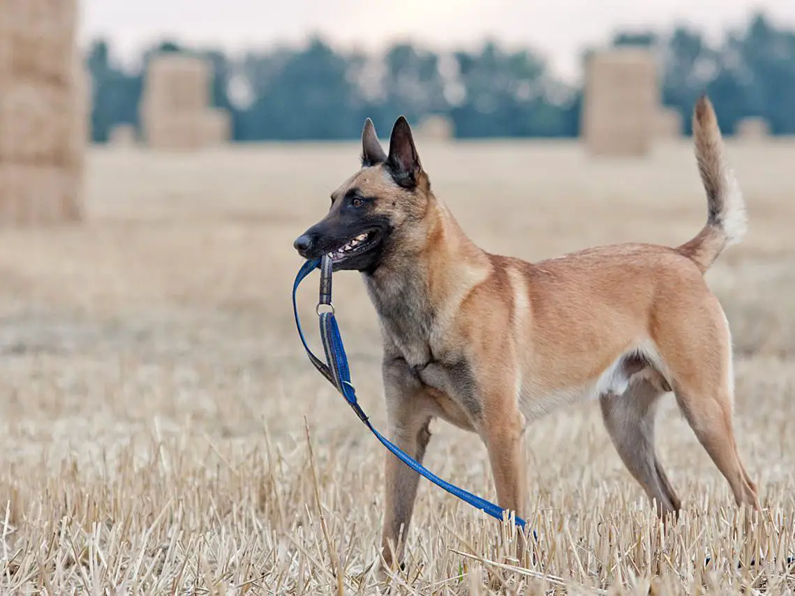 Belgian Malinois - Full Profile, History, and Care