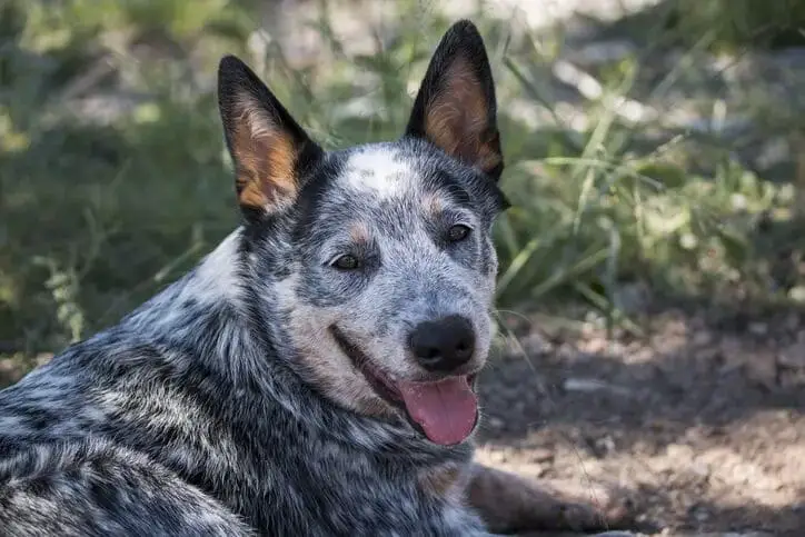 blue-australian-cattle-dog-8157455