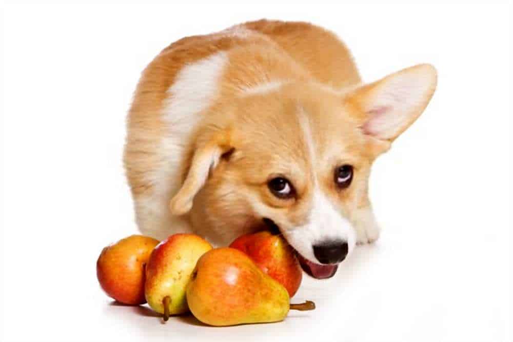 Can Dogs Eat Pears