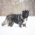 caucasian shepherd dog, dog, snow