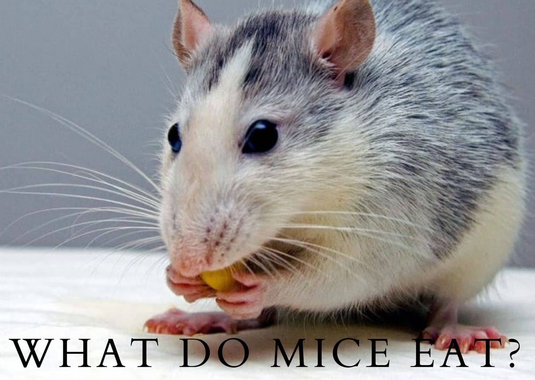 What Do Mice Eat? 3 Things You Should Know