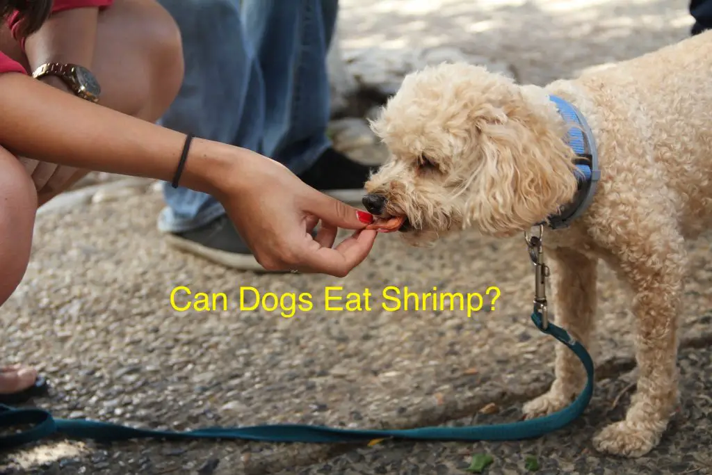 Can Dogs Eat Shrimp? 3 Frequently Asked Questions You must Know