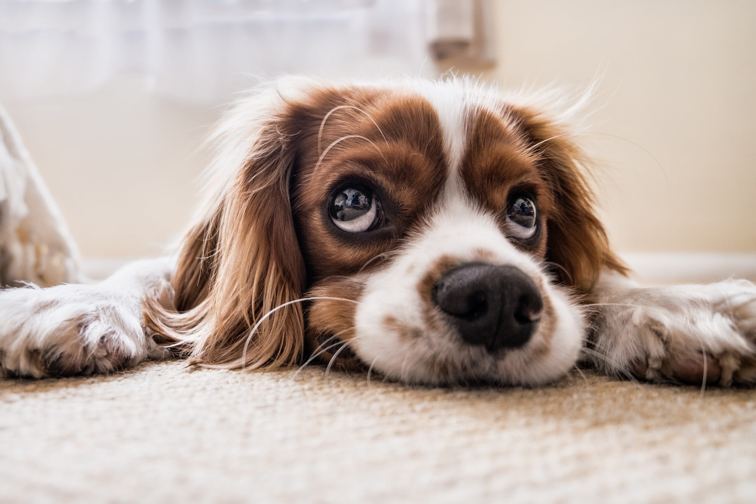 dog, sad, waiting