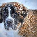 dog, snow, st bernard dog