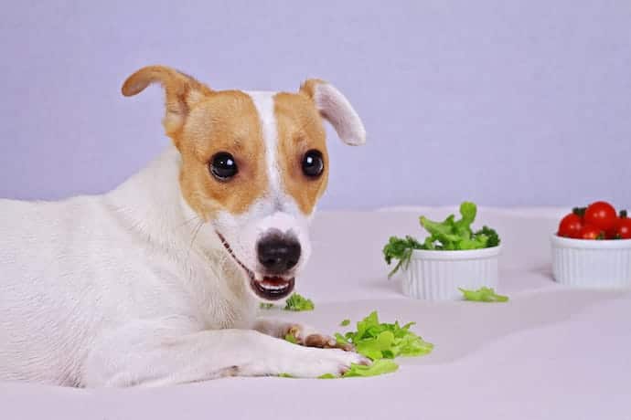 can dogs eat lettuce