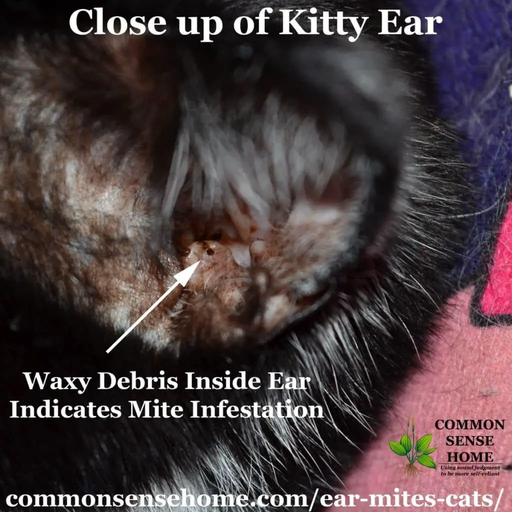 Ear Mites in Cats - Easy Treatment, Plus Common Questions