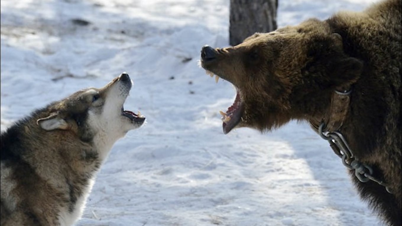 Russian Bear Dog