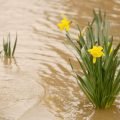 How to stop garden flooding