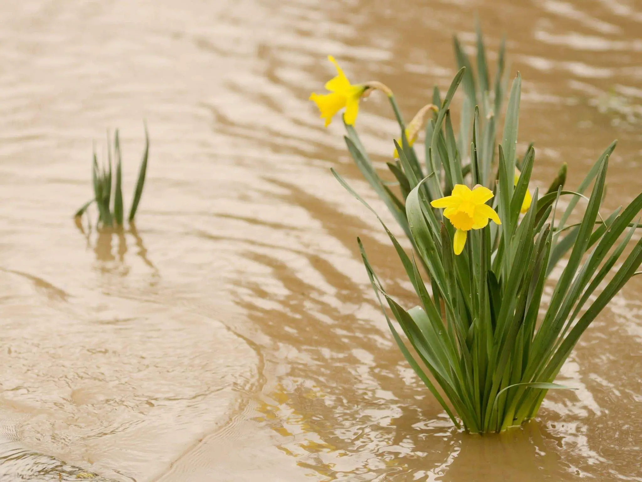 How to Stop Garden Flooding – 10 Ways to Stop it