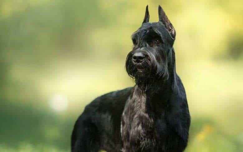 The Loyal, Alert, and Trainable Giant Schnauzer - K9 Web