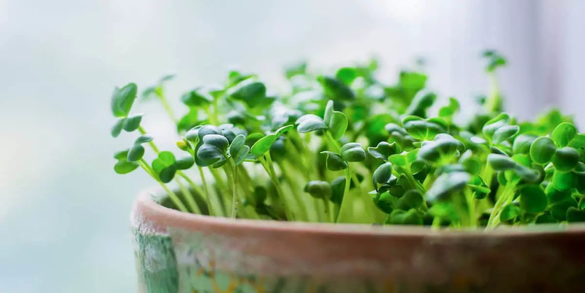 how to grow microgreens indoors