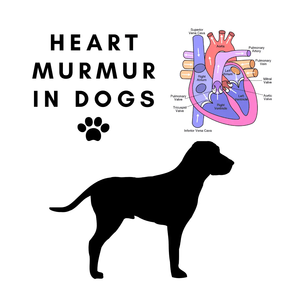 10 Must Know Things About Heart Murmur In Dogs