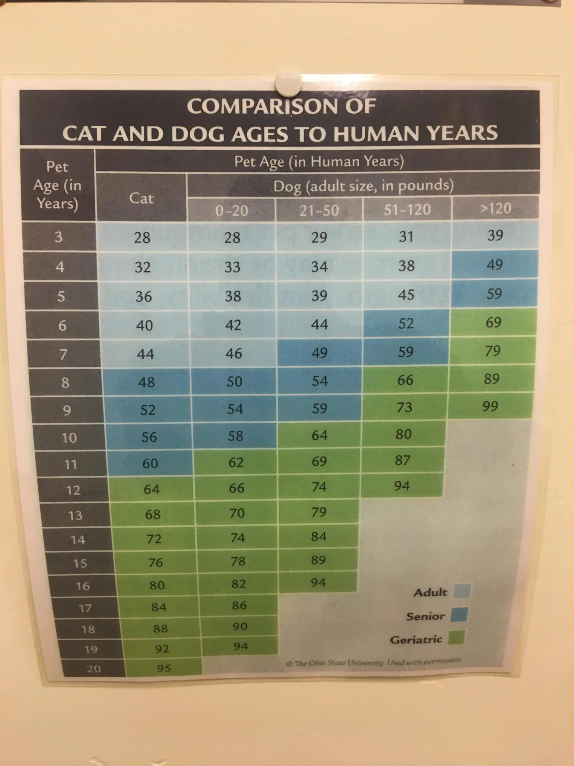 Cat years vs Dog Years vs Human Years 