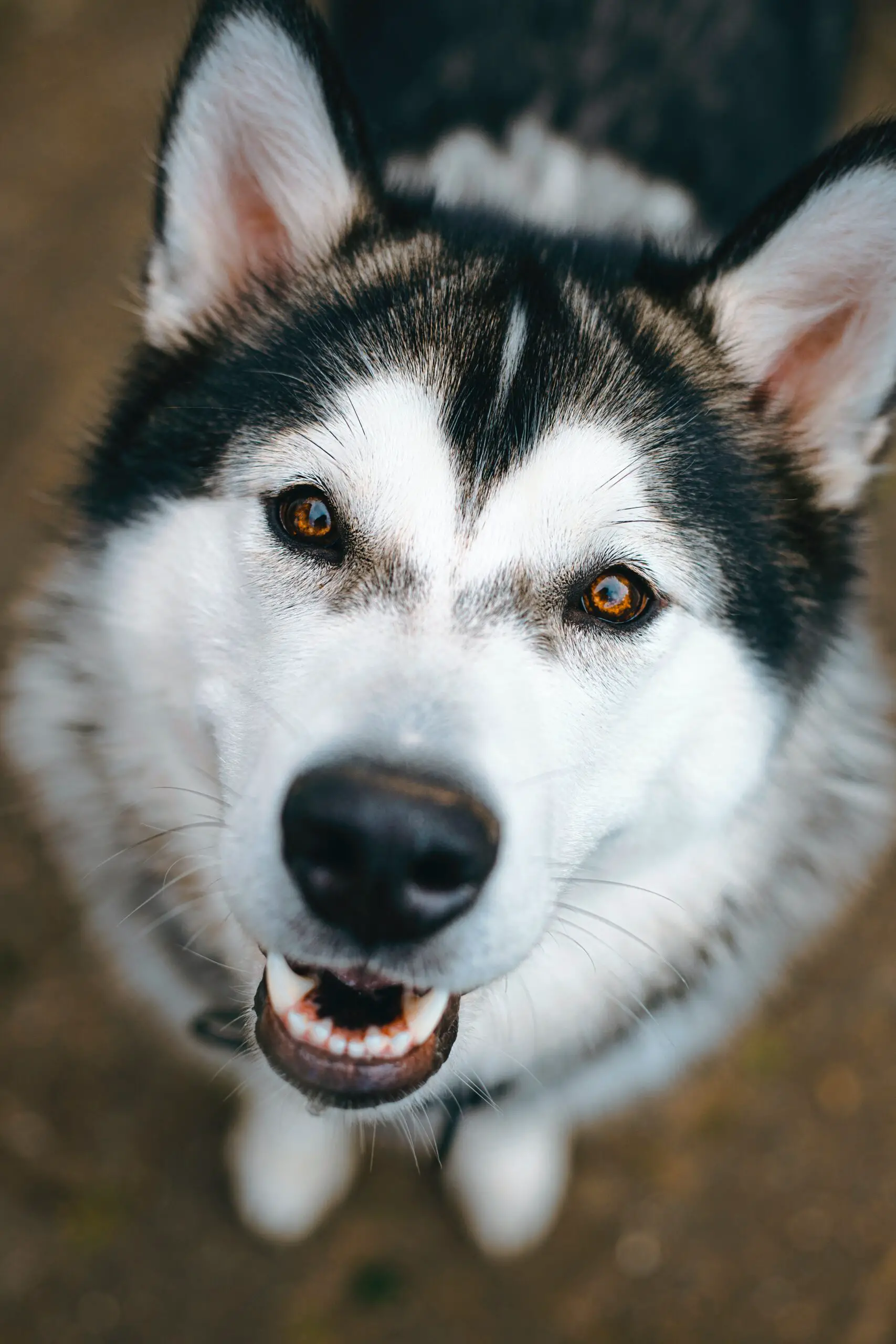 160+ Most Unique Badass Dog Names For Your Tough Dog