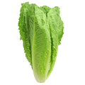 lettuce, romaine, greens