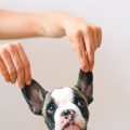 Home Remedies For Dog Ear Infection