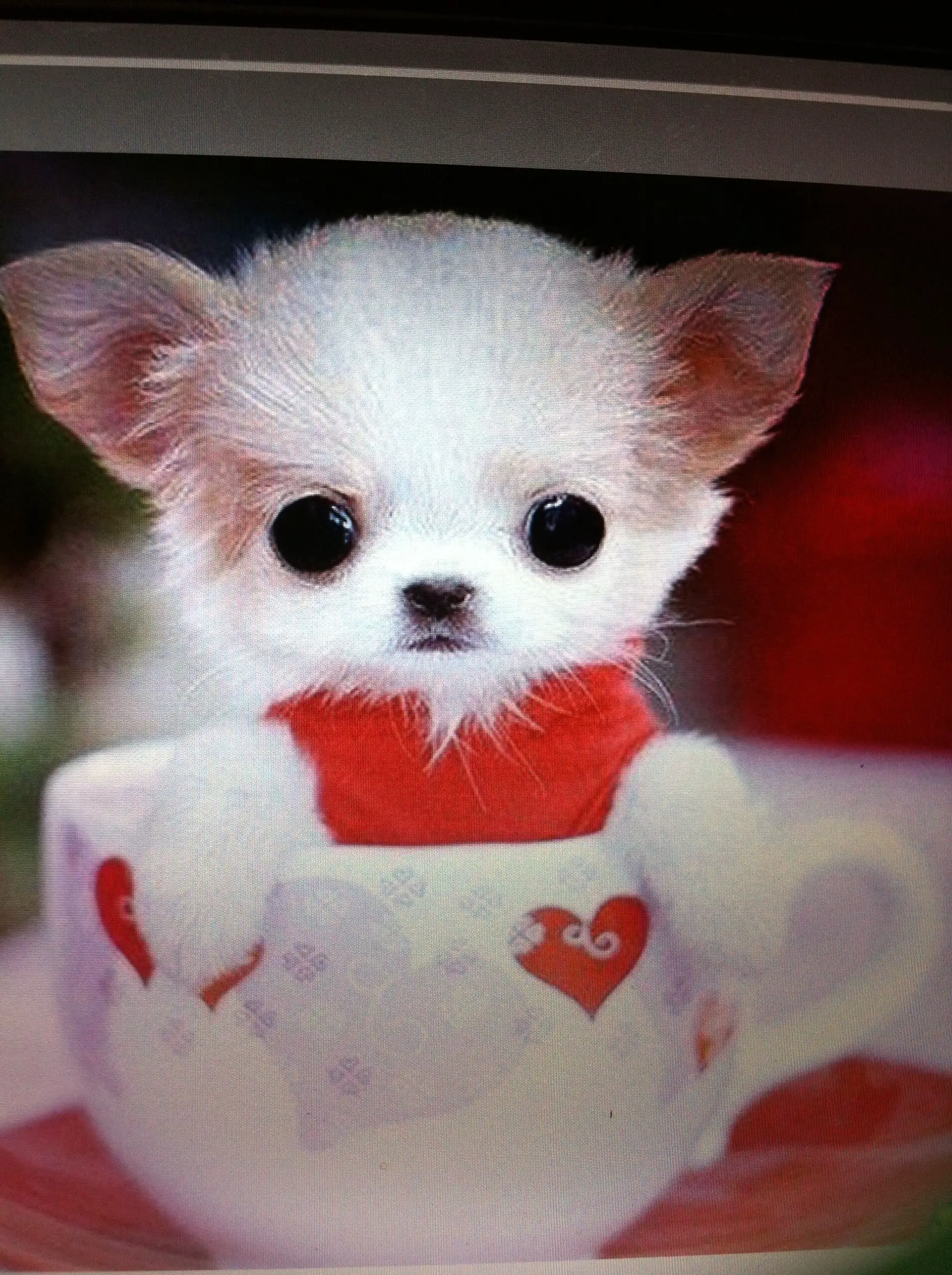 Teacup Pomeranian – 14 Facts And More About This Adorable Dog