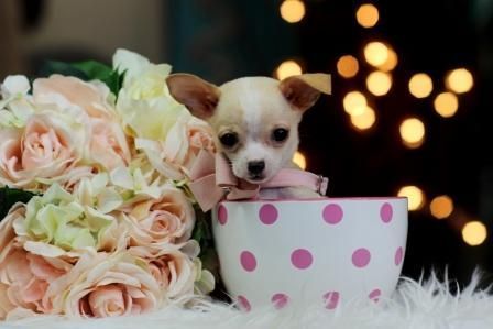 Teacup Pomeranian