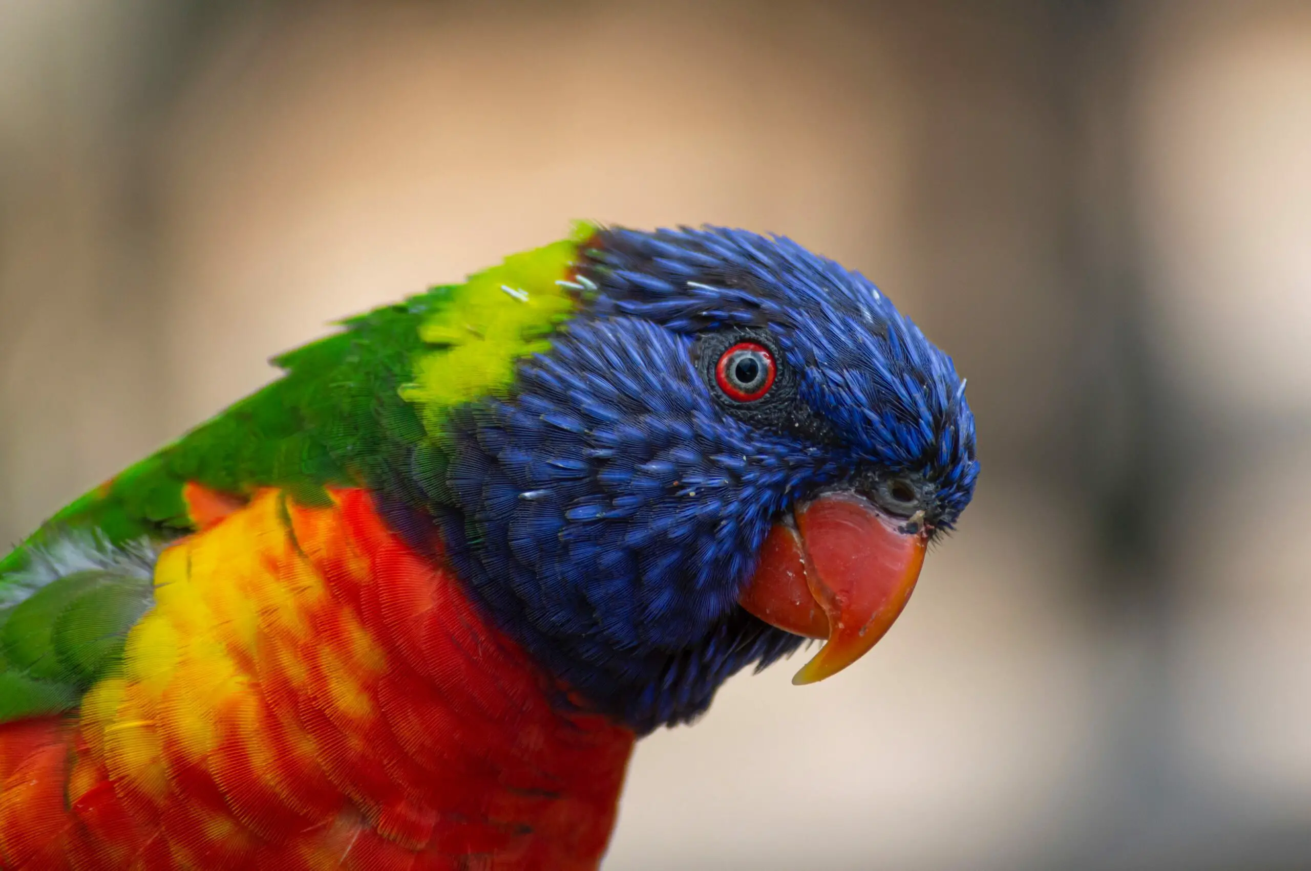 How Long Do Parrots Live? The Answer May Surprise You