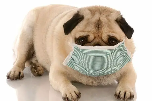 Kennel Cough Treatment — 4 Home Remedies for Kennel Cough
