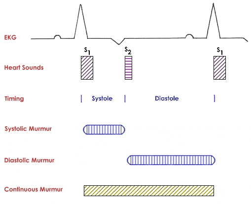 HEART MURMUR IN DOGS 